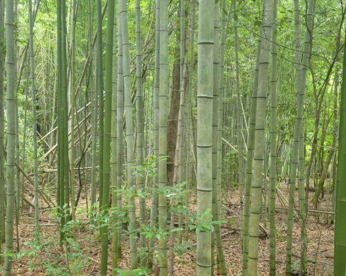 A dense bamboo forest with tall, green bamboo stalks and lush greenery surrounding them.