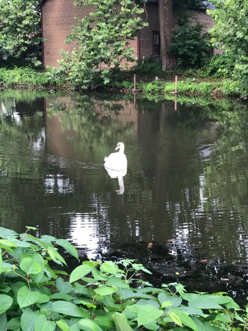 A white swan glides gracefully on a calm pond surrounded by lush greenery and reflections of trees.