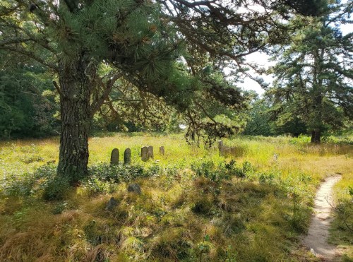 A serene graveyard with weathered tombstones surrounded by tall grass and trees under a bright sky.