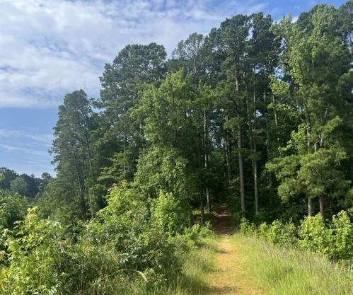 A lush green trail leads through tall trees under a bright blue sky with scattered clouds.