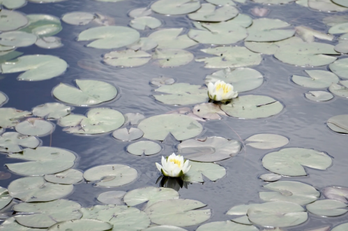 Two white water lilies bloom among green lily pads on a calm pond surface.