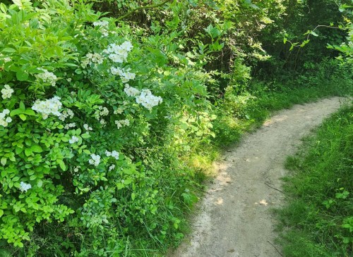 A winding dirt path surrounded by lush greenery and blooming white flowers.