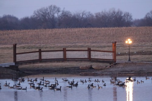 A wooden bridge over a calm lake with ducks swimming, surrounded by a field and a lamp post glowing at dusk.