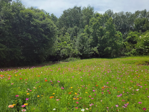 A vibrant field of wildflowers in various colors, surrounded by lush green trees under a cloudy sky.