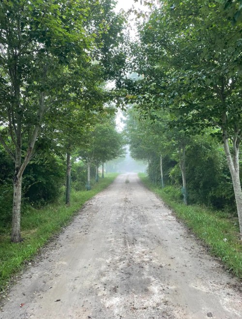 A misty dirt road lined with trees, leading into a serene, green landscape.