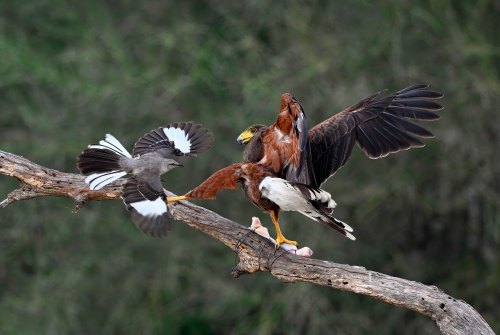 A hawk and a smaller bird interact on a branch, with the hawk displaying its wings and the smaller bird in flight.