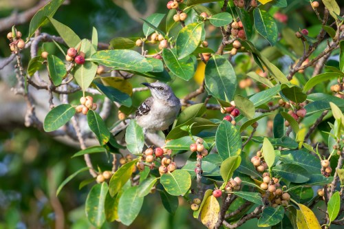 A small bird perched among green leaves and colorful berries in a lush, natural setting.