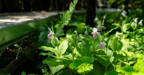 A lush green garden with pink and white orchids, surrounded by vibrant foliage and a wooden pathway in the background.