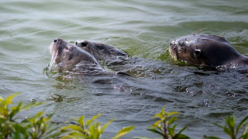 Three otters swimming in a calm body of water, surrounded by green foliage.