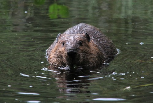 A beaver swimming in calm water, with ripples surrounding its head and a lush green background.