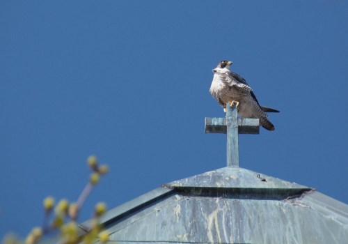A bird perched on a cross atop a dome, set against a clear blue sky.