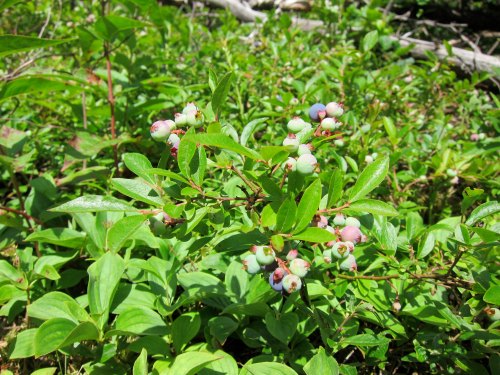 A cluster of blueberries on a bush, surrounded by green leaves in a natural setting.