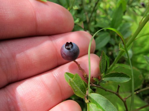 A hand holding a single blueberry on a branch, surrounded by green leaves.