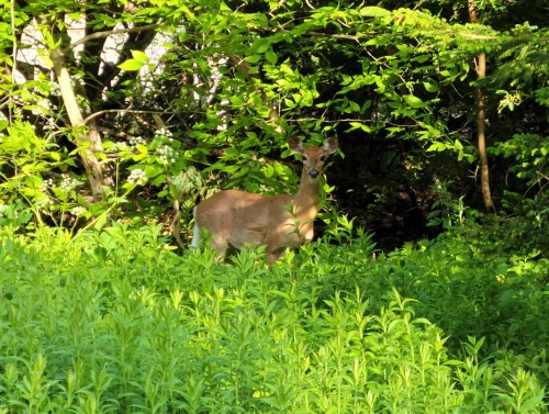 A deer stands among lush green foliage, partially hidden in a vibrant forest setting.