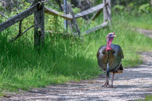 A wild turkey walking along a gravel path beside a wooden fence, surrounded by green grass and trees.