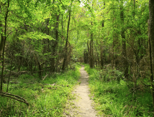 A serene forest path surrounded by lush green trees and undergrowth, inviting exploration.