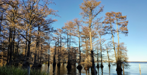A serene lake scene with cypress trees rising from the water under a clear blue sky.