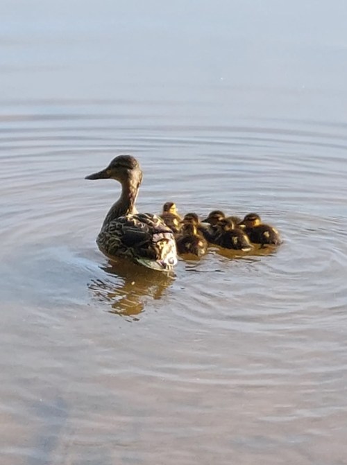 A mother duck swims in calm water with her six ducklings following closely behind.