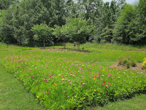 A vibrant garden filled with colorful flowers and lush greenery under a clear sky.