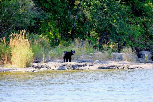 A black bear stands on a rocky shore near a calm body of water, surrounded by lush green vegetation.