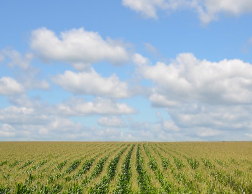 A vast field of corn stretches under a blue sky filled with fluffy white clouds.