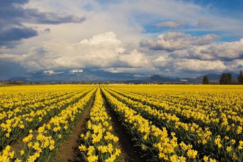 A vibrant field of yellow daffodils stretches towards mountains under a cloudy blue sky.