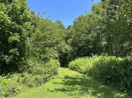 A lush green pathway surrounded by dense trees and foliage under a clear blue sky.