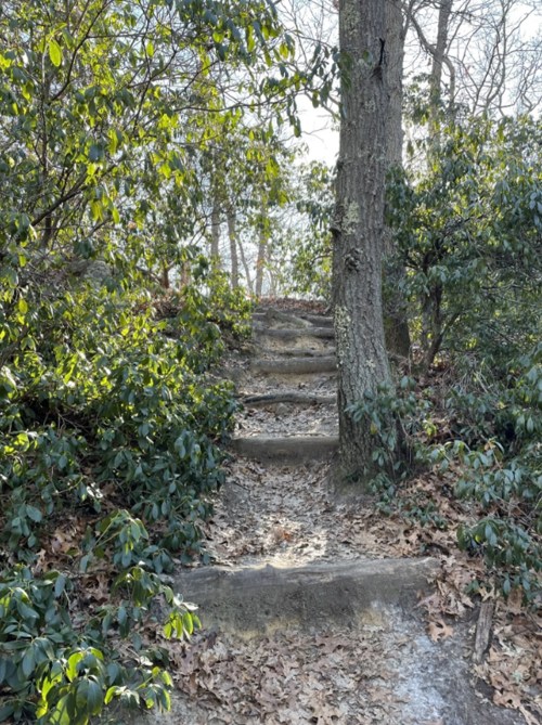 A winding stone staircase leads through lush greenery and trees, surrounded by fallen leaves.