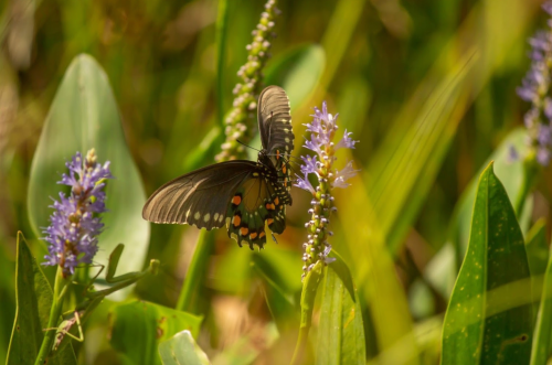 A butterfly with black and colorful patterns rests on purple flowers in a lush green environment.