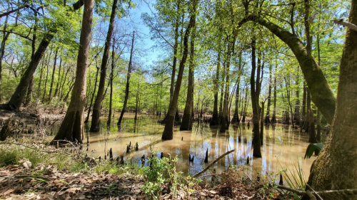 Lush green trees surround a tranquil swamp with still water and reflections under a clear blue sky.
