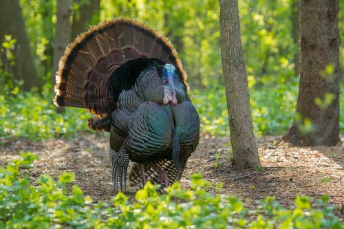 A male turkey displays its colorful feathers in a sunlit forest, surrounded by greenery and trees.