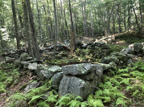 A stone foundation surrounded by ferns in a wooded area, with trees and greenery in the background.