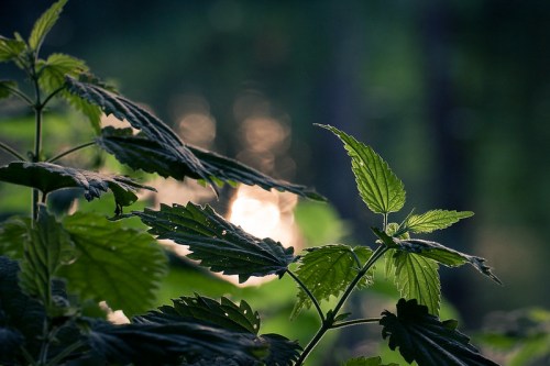 Close-up of green leaves with a blurred background of shimmering water and soft light.