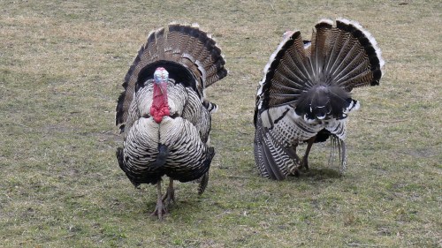 Two male turkeys displaying their feathers in a grassy area. One turkey is fully fanned out, showcasing its plumage.