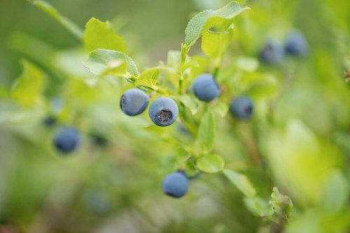 Close-up of ripe blueberries on a green bush, surrounded by leaves.