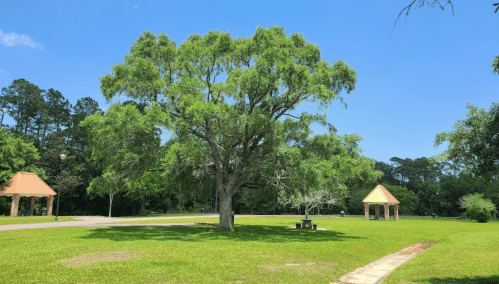 A large green tree stands in a grassy park with two gazebos under a clear blue sky.