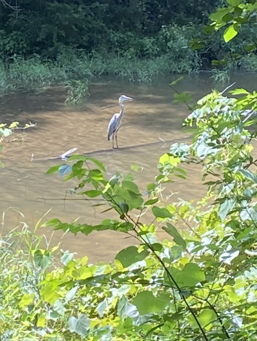 A heron stands in shallow water surrounded by lush green foliage.