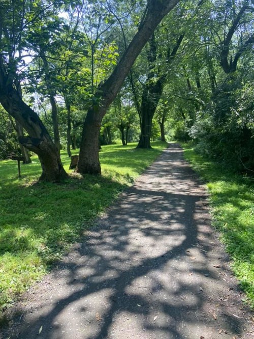 A serene pathway lined with trees, casting dappled shadows on the grassy edges under a clear blue sky.