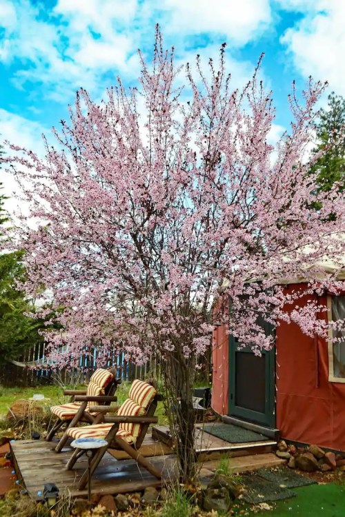 A blooming pink tree stands beside a cozy yurt, with two striped chairs in a serene outdoor setting.