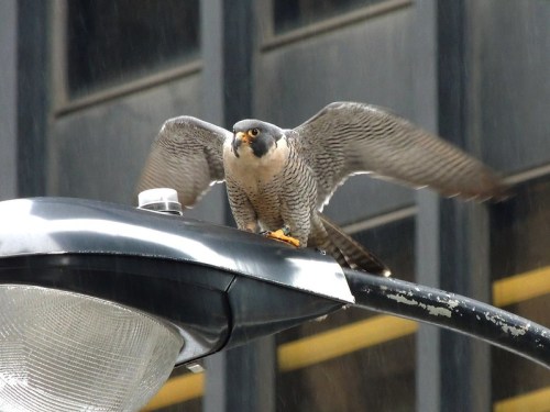 A peregrine falcon perched on a streetlight, wings partially spread, with a city backdrop.