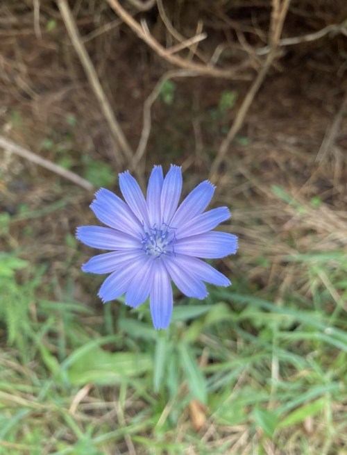 A single purple flower with thin petals, surrounded by green grass and brown foliage.