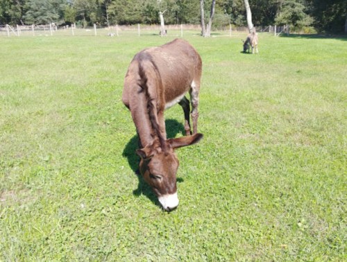 A brown donkey grazing on green grass in a sunny field, with another donkey in the background.