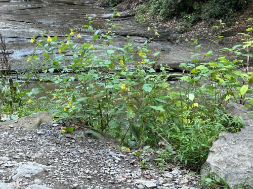 A rocky riverbank with green plants and yellow flowers growing near the water's edge.