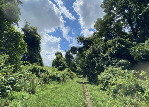 A lush, green pathway surrounded by dense foliage under a bright blue sky with fluffy clouds.