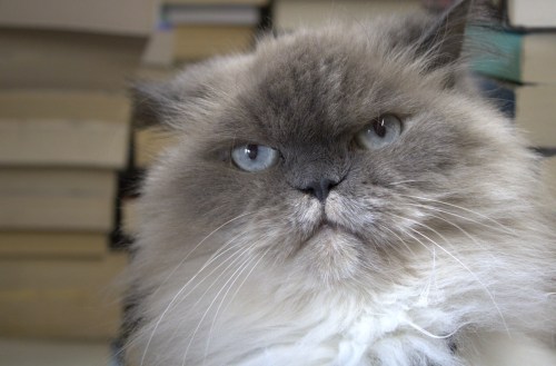 A fluffy, gray and white cat with striking blue eyes sits in front of a blurred background of stacked books.