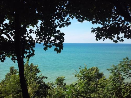 A serene view of a blue ocean framed by green trees under a clear sky.