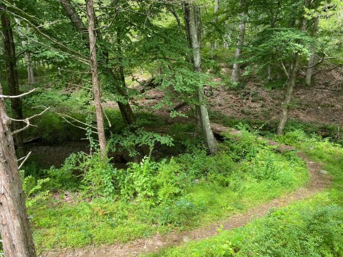A winding dirt path through a lush green forest with trees and ferns surrounding it.