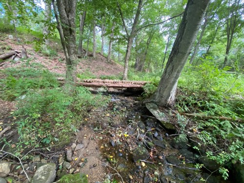 A serene forest scene featuring a small stream and a log bridge surrounded by lush greenery and trees.