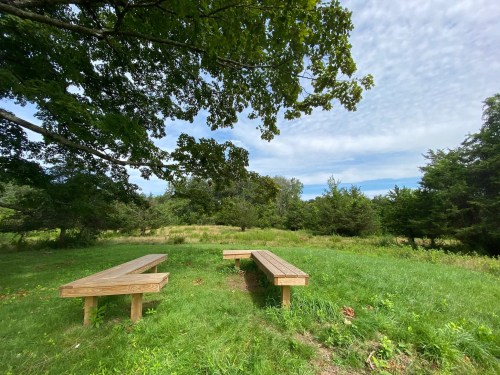A grassy area with two wooden benches under a tree, surrounded by trees and a cloudy sky.