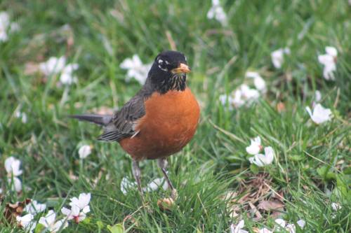 A robin with a black head and orange belly stands on green grass scattered with white flowers.